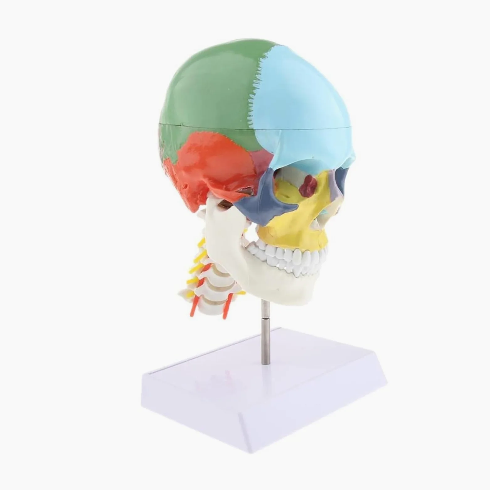 Esqueleto de anatomía humana, modelo anatómico con huesos colores, escultura vértebra cervical médica