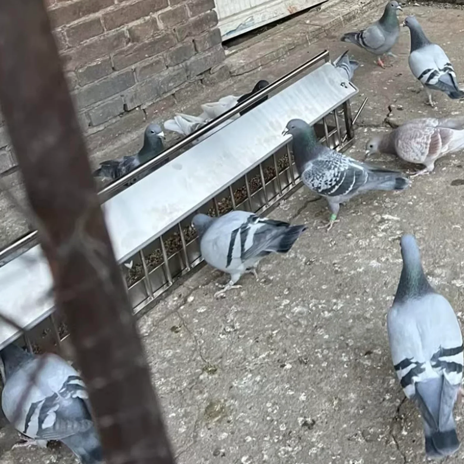 Comedero de metal para aves de corral, comedero de pollo con cubierta de lluvia, diseño sin residuos para pavos, gansos, codornices, patos y pájaros