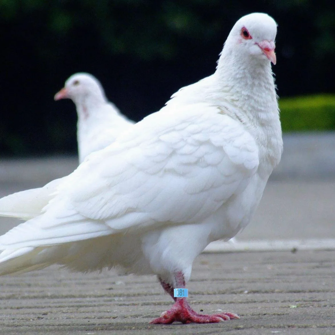 100 anillas coloridas for loros, palomas y gallinas: anillos de fácil apertura for identificar aves.