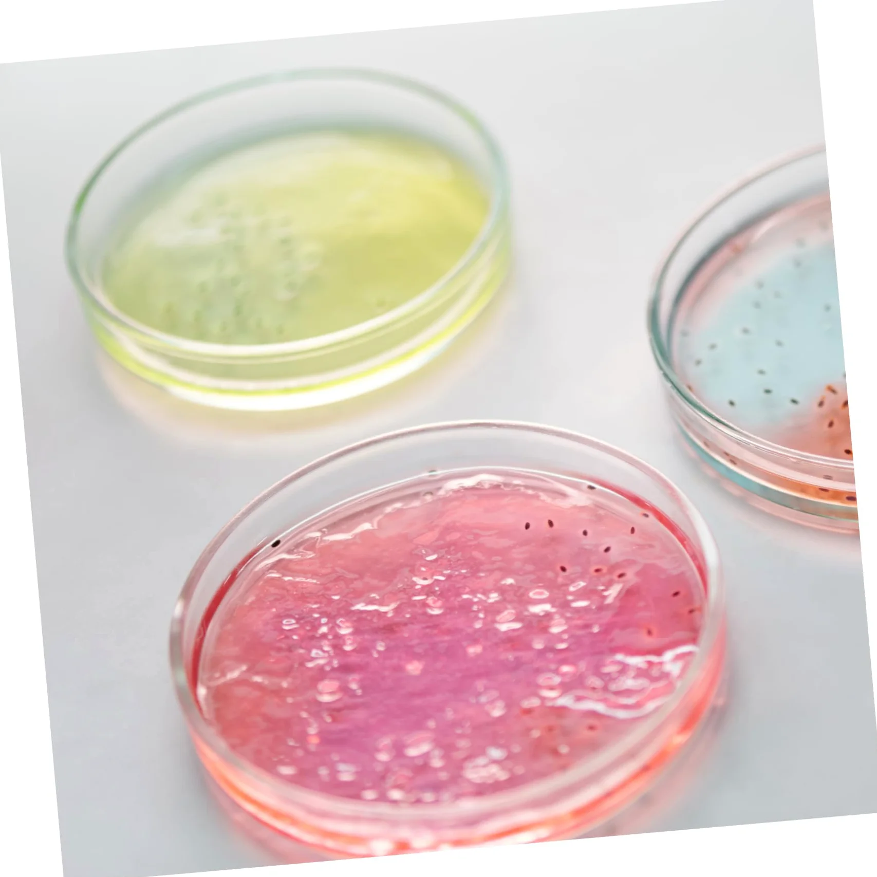 15 Piezas De Petri Placas De Agar De Bandeja De Cultivo Plato Redondo De Agar Soporte De Cultivo De Laboratorio Bandeja De Cultivo De Química Plato De Cultivo De
