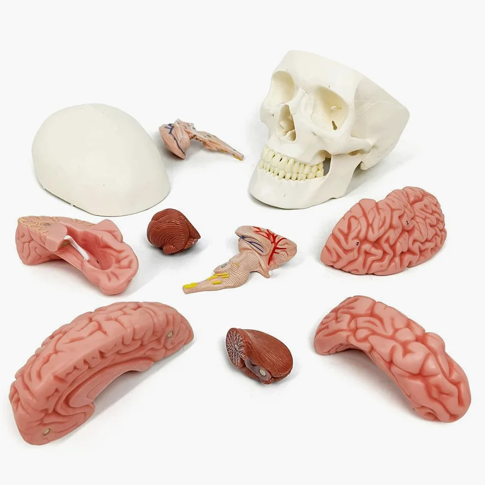 Modelo De Cráneo Humano Con Cerebro, 10 Partes Con Manual Didáctico | EVOTECH SCIENTIFIC Modelo Anatómico De Cráneo Con Cerebro A Tamaño Real 1:1, Adecuado Para El Aprendizaje De Anatomía