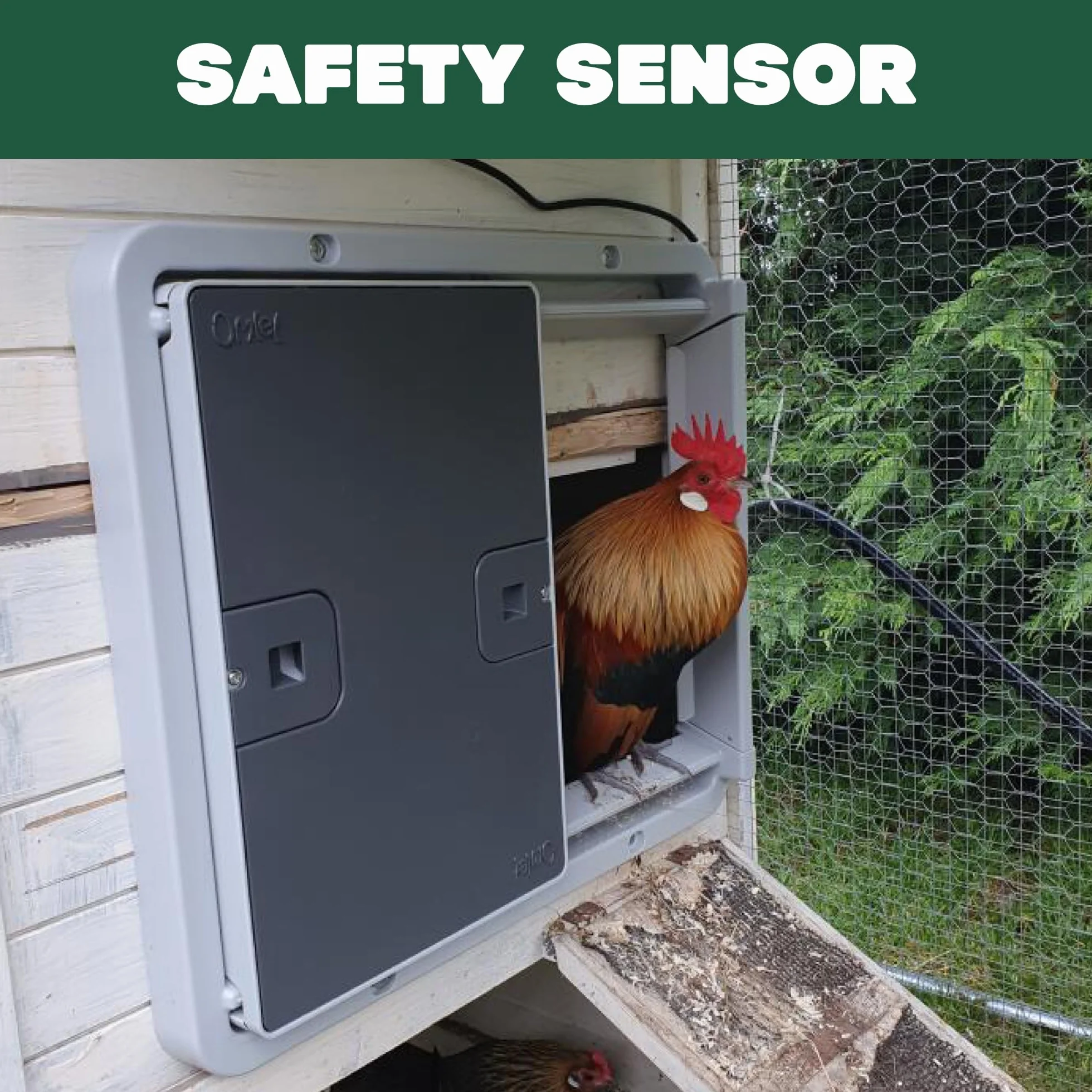 Omlet Puerta automática inteligente para gallinero | Wi-Fi habilitada | Programable con aplicación o panel de control | Operada por sensor de luz o temporizador | Alimentada por red o batería |
