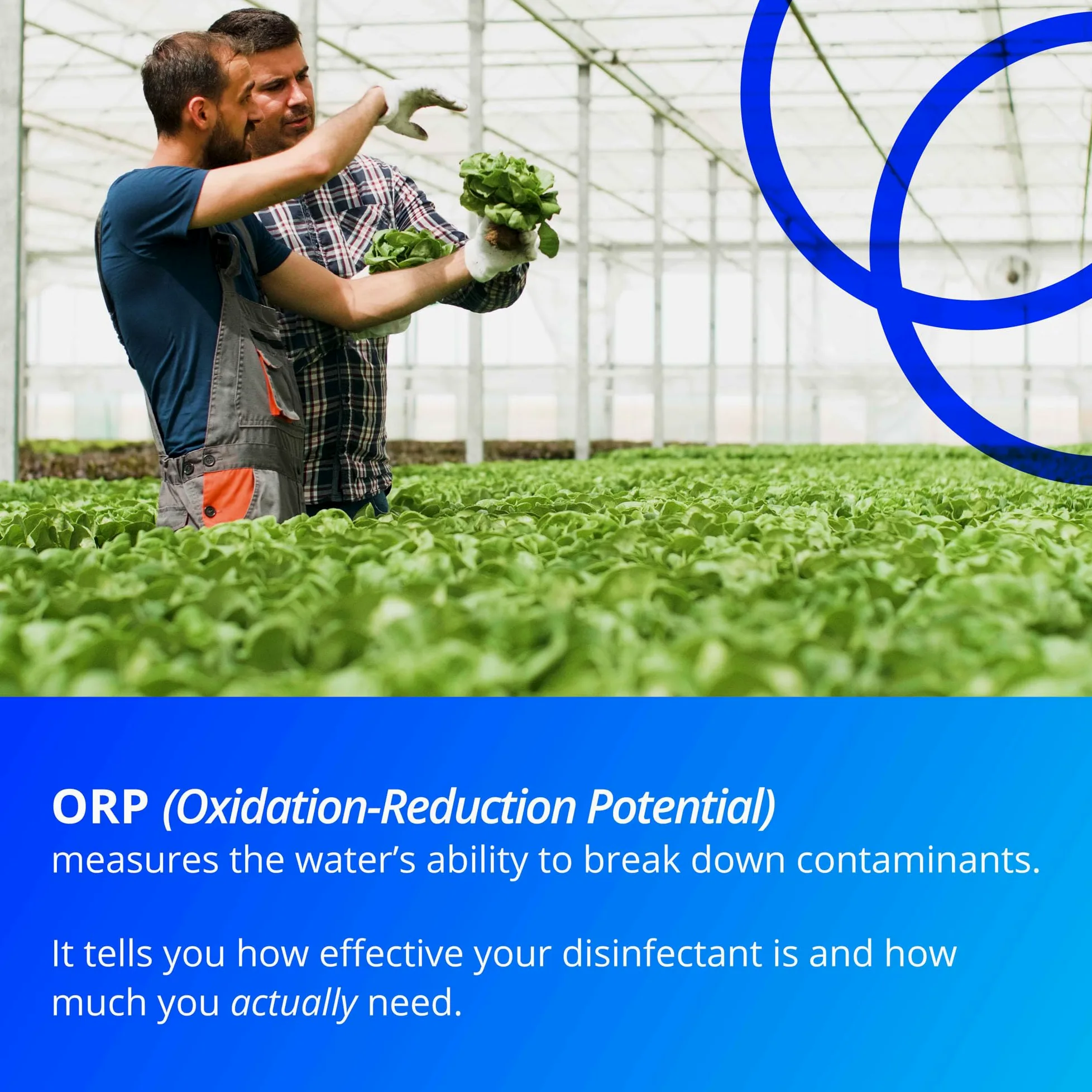 Bluelab Sonda ORP - Sonda de platino resistente con diafragma cerámico y cable de 2 m para monitorear desinfectantes que contienen cloro
