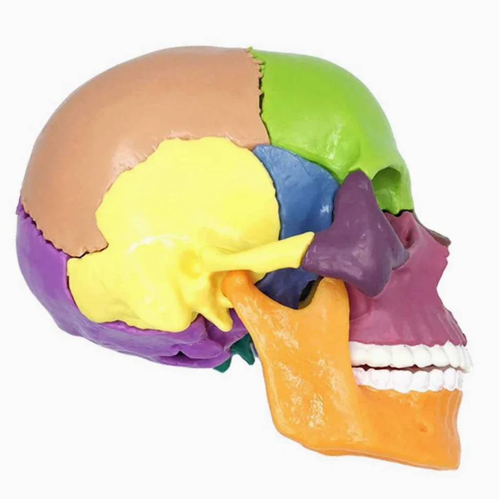 Modelo de enseñanza, descripción del color del cráneo humano 1: 2 Modelo de cráneo humano para anatomía Modelo de cráneo con 15 piezas de ensamblaje y manual de descripción de huesos y detalles preci