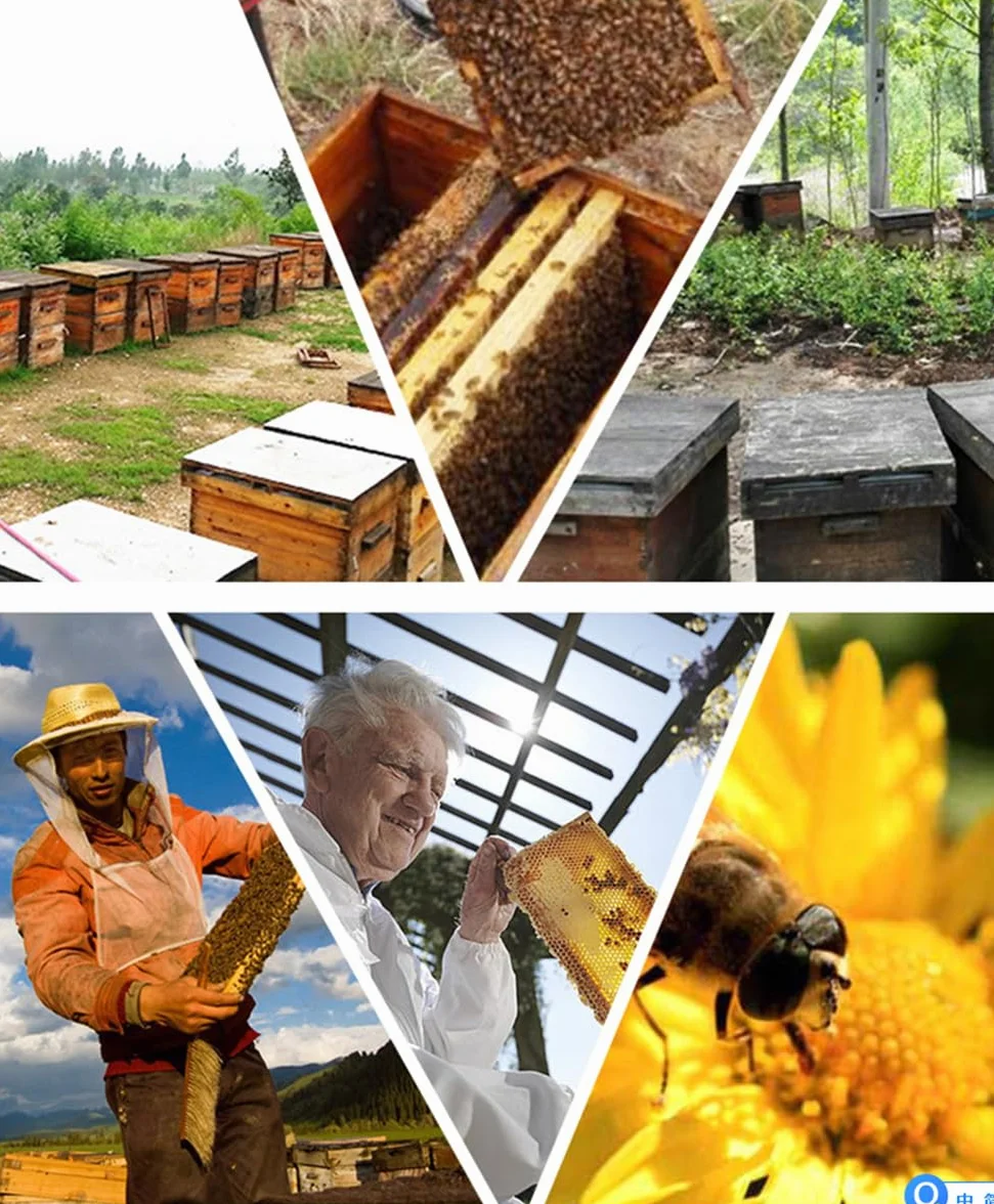 Kit de Colmena de Abejas de Madera 10 Marcos con Caja Profunda Madera de, Colmena de abejas melíferas - Ideal para Principiantes y Apicultores Profesionales - Fabricación Sostenible y Duradera