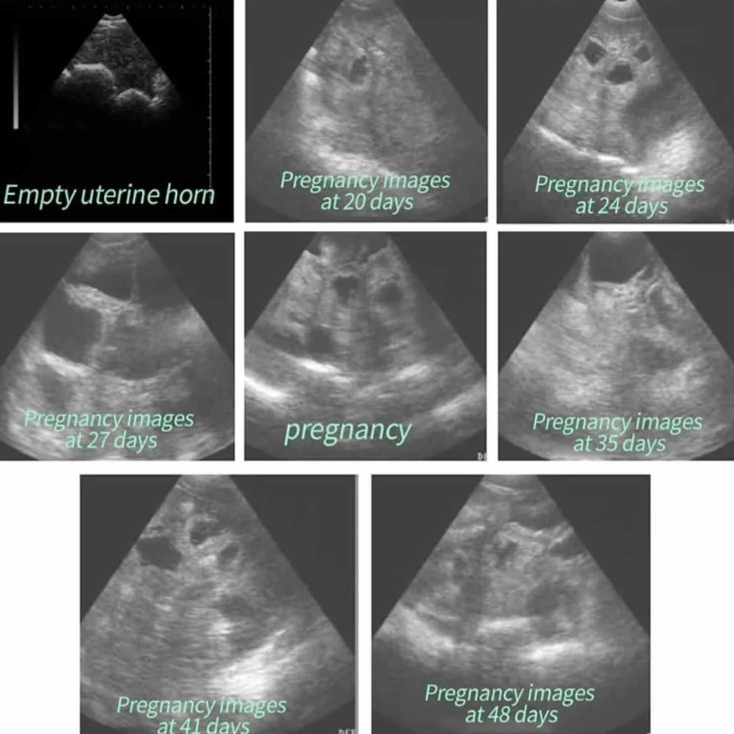 Ecógrafo Veterinario Portátil Para Control De Gestación,Pantalla Lcd De 5.6" - Detector De Ultrasonido Veterinario De Mano Con Sonda 3.5 Mhz - Para Uso En Granjas Y Pequeños Animales