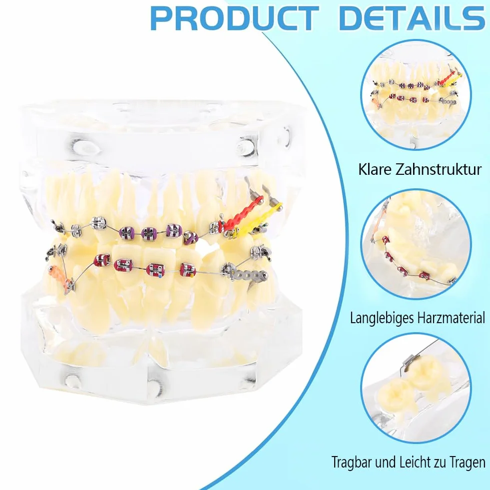 Tipodonto Oral Dental Modelo Dental Ortodóntico Estándar con Dentadura de Resina y Alambre Transparente