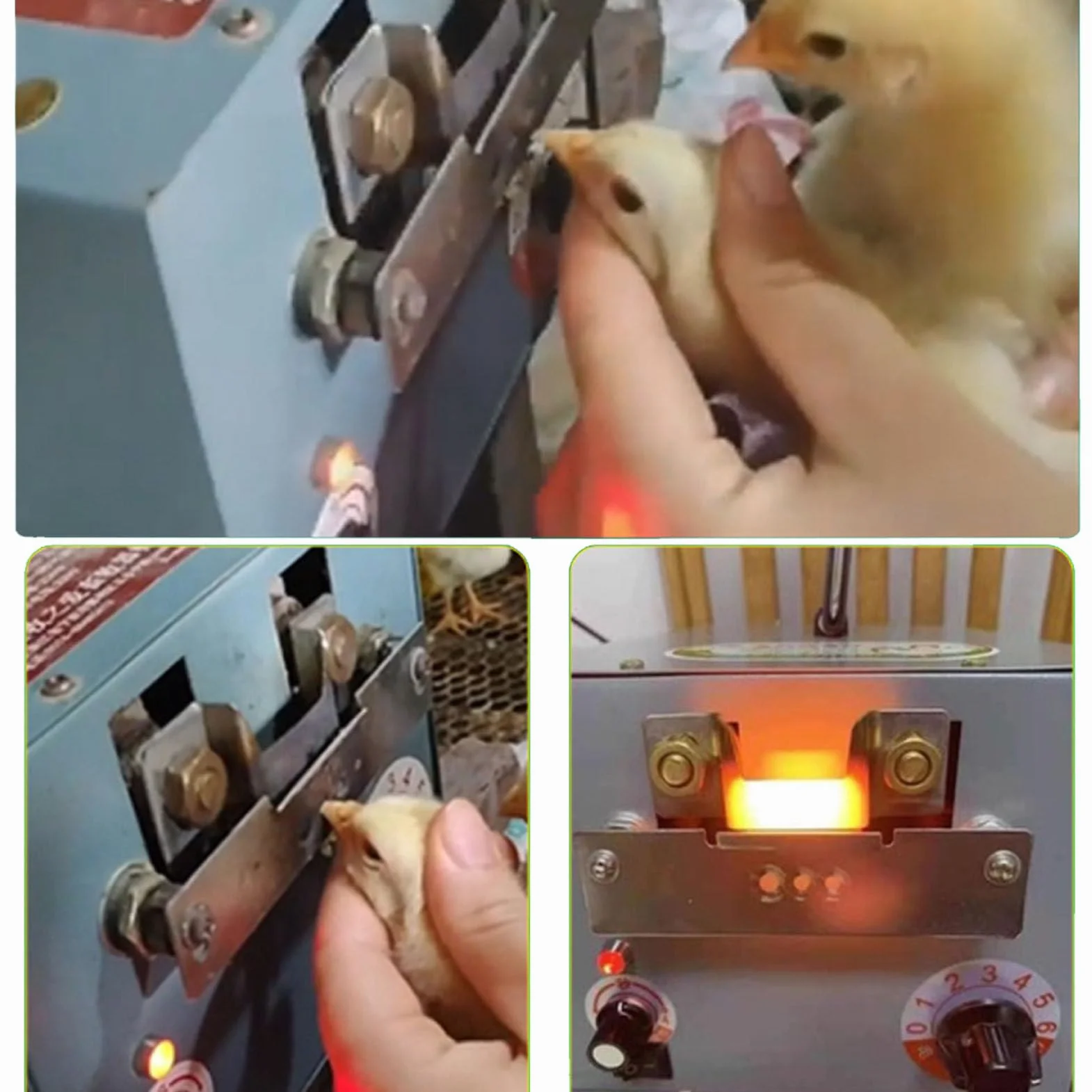 Máquina automática para despicar con 2 Cuchillas Máquina para Cortar Picos de Aves de Corral Máquina para Quitar Picos de Pollo Herramientas de Corte para despachar Polluelos y pájaros,Duck