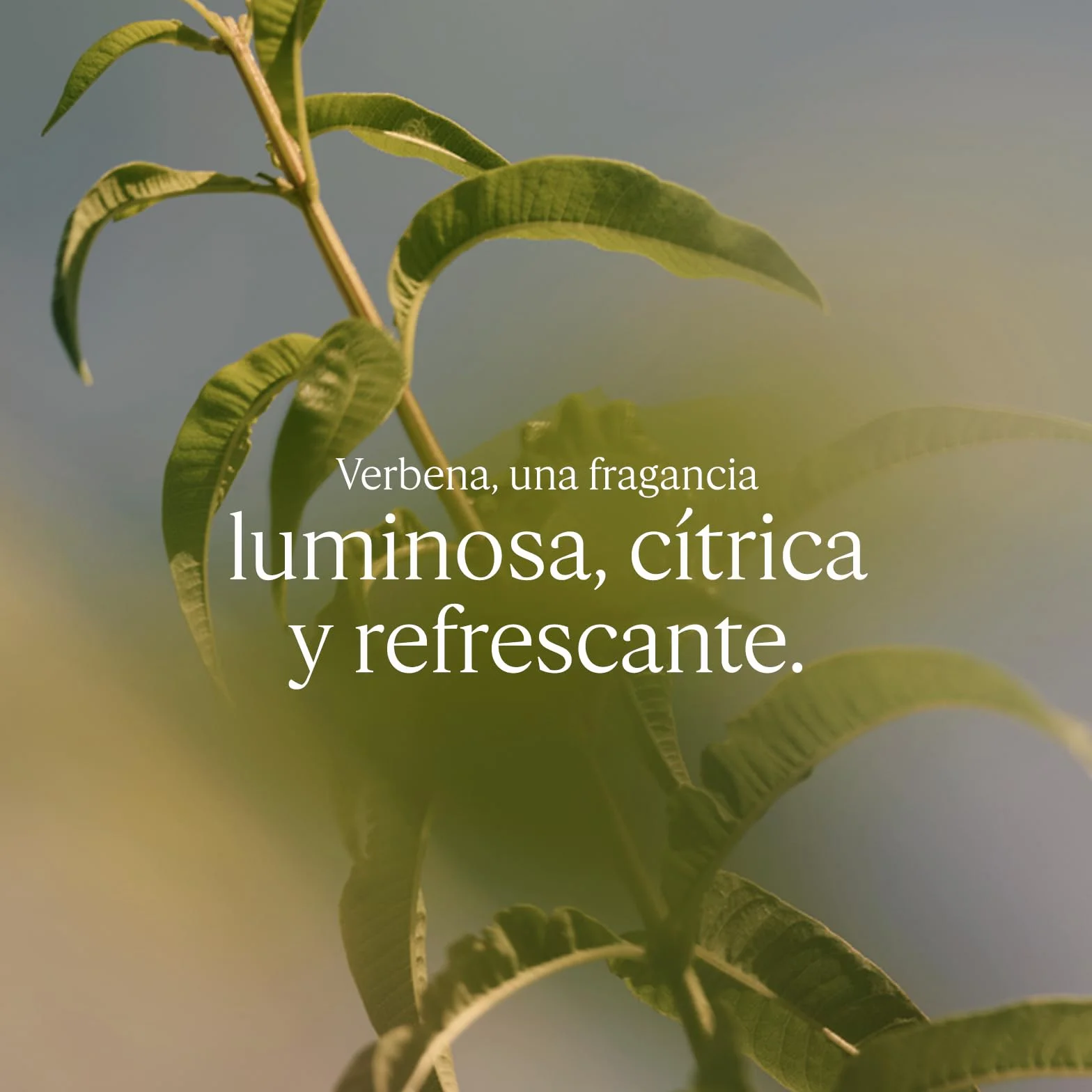 L'OCCITANE Crema de manos Textura Ligera Francia