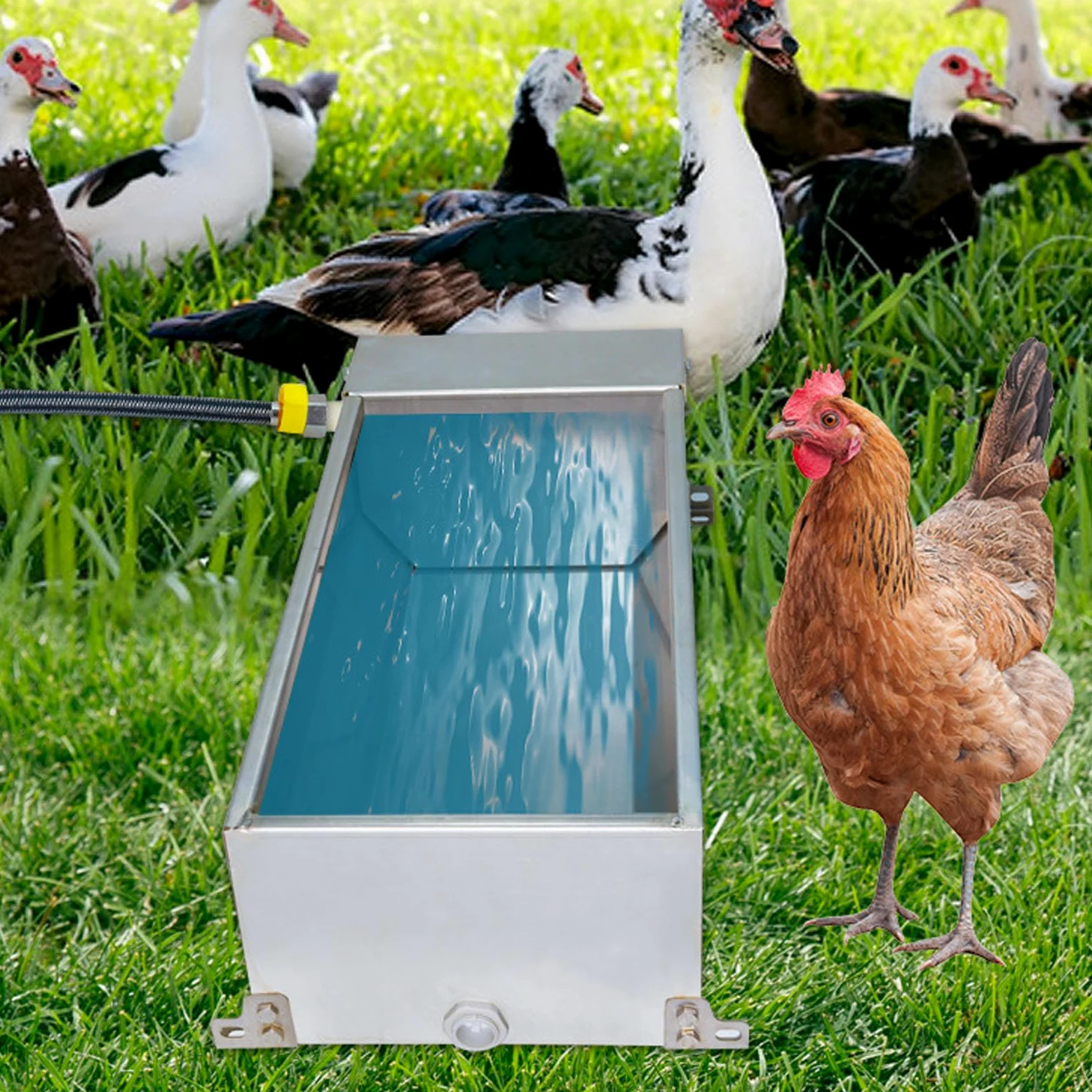 Fockety Bebedero Automático para Ganado, Acero Inoxidable, Gran Capacidad, Bebedero Automático para Ganado, Bebedero para Animales, Cuenco de Agua Automático para Pollo, Pato, GooC