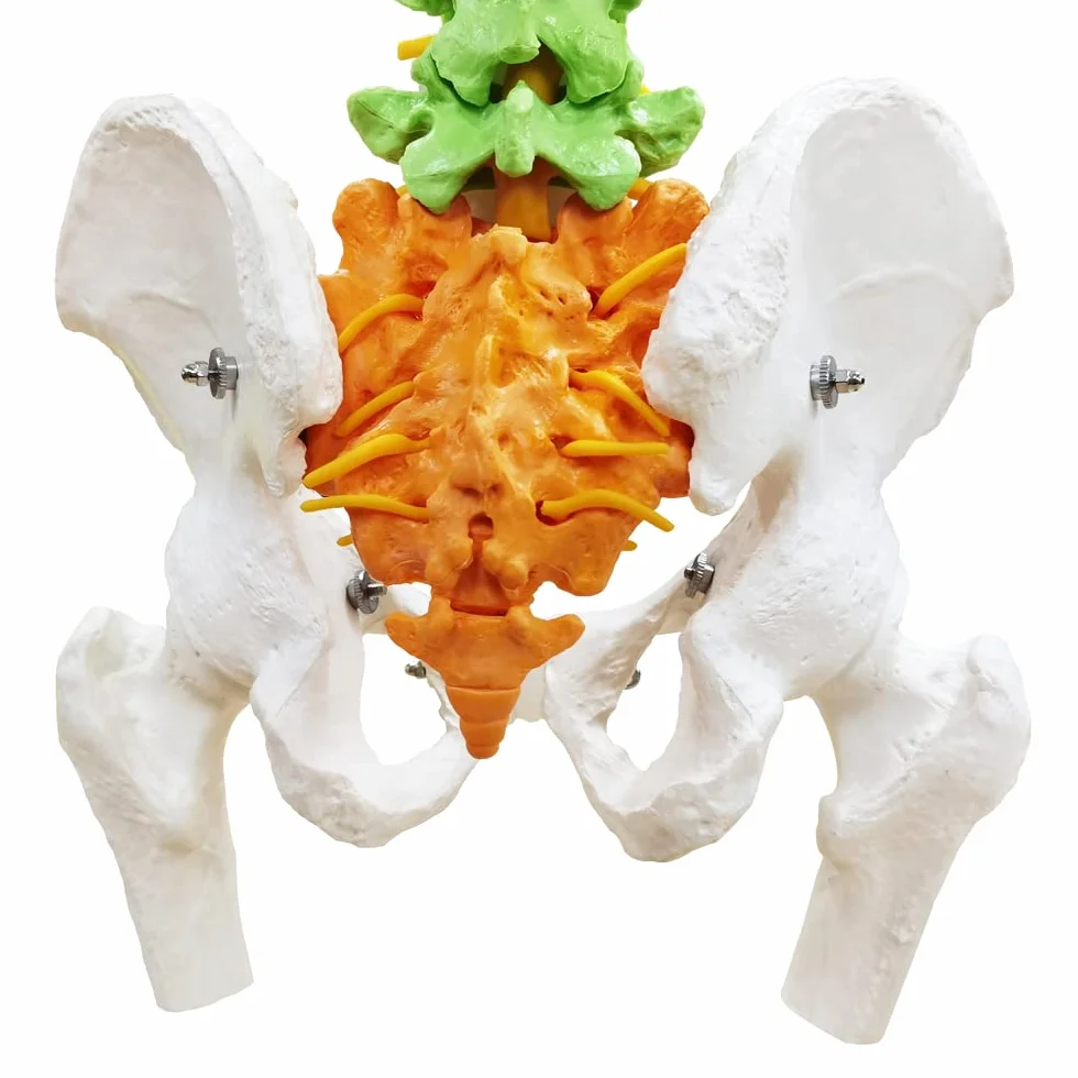 Modelo De Columna Vertebral Con Pelvis Coloreada, Flexible 34.3"/87cm, 1:1 | EVOTECH SCIENTIFIC Modelo Anatómico De Columna Vertebral Flexible, Adecuado Para El Aprendizaje De Anatomía
