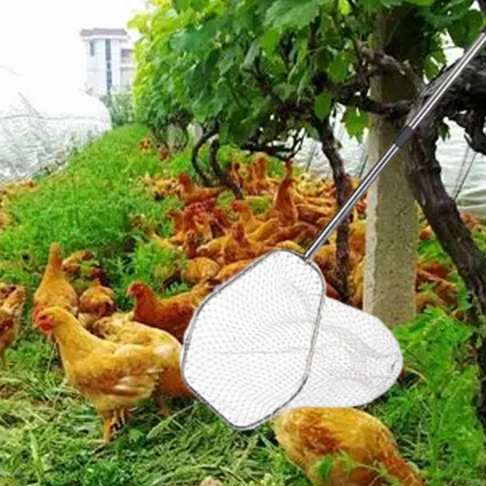 perfk Red para Aves de Corral, atrapa Pollos, Herramienta para atrapar Animales de Granja, Profesional, versátil, práctica, para gallineros, Gatos, con Red