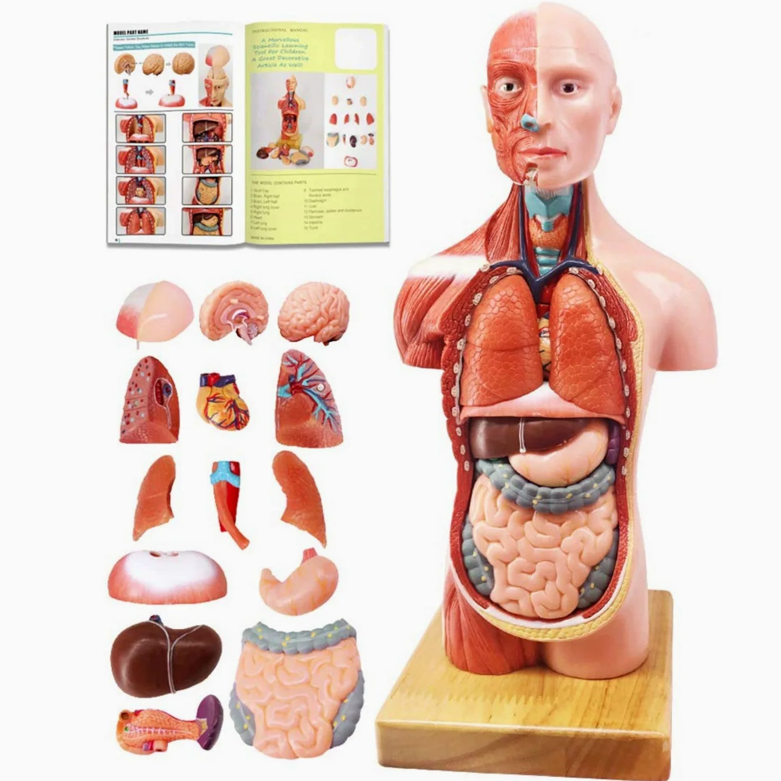 Juego De 3 Modelos Anatómicos, Cuerpo + Esqueleto + Corazón
