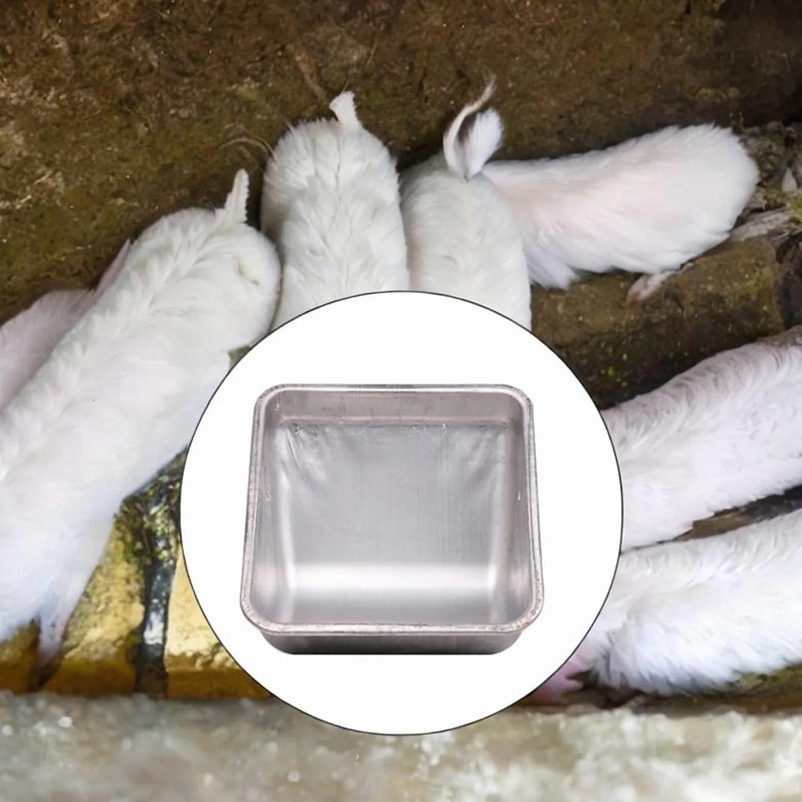Comedero para Cerdos de Acero Inoxidable con Diseño de Doble Fijación Y Distribución Eficiente Recipiente para Alimentación de Cerdas Fácil de Limpiar, Regular Grueso