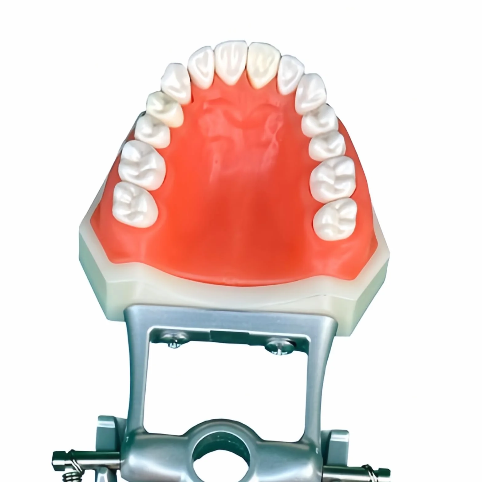 Modelo dental tipodonto 32 piezas dientes removibles compatibles Kilgore Nissin 200 enseñanza