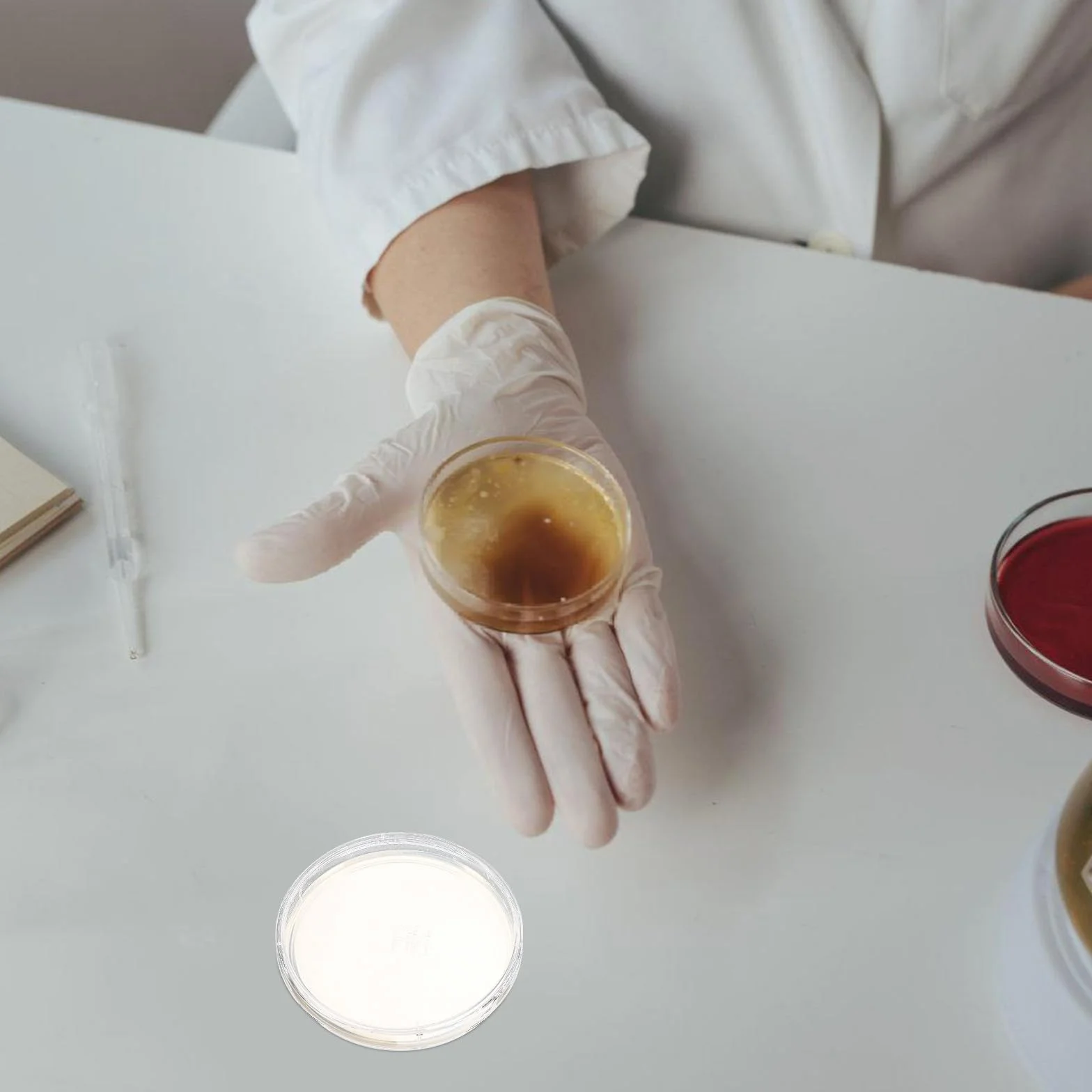 Didiseaon 10 placas de agar preparadas: placas de Petri con agar de 90 mm, kit de cultivo de placas de Petri para experimentos científicos de laboratorio