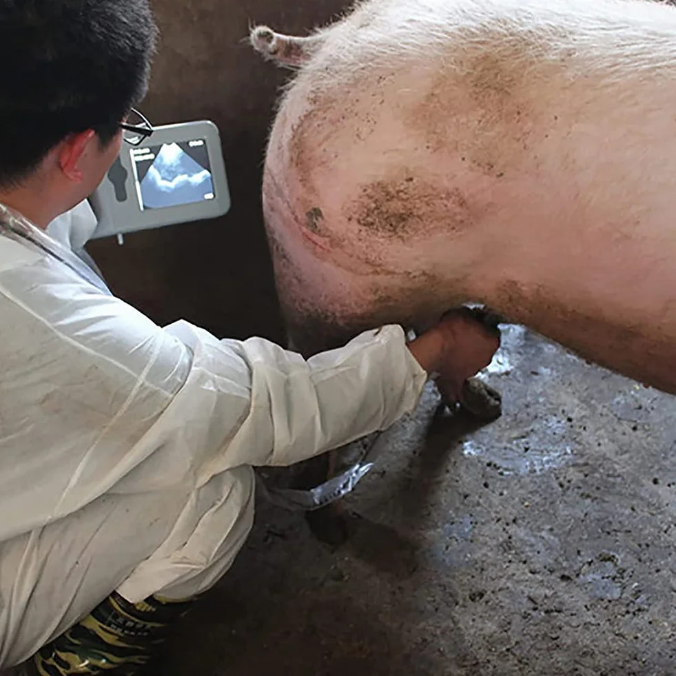 MOLVUS Ecógrafo Veterinario, Escáner De Ultrasonido para Embarazo Veterinario, Escáner De Ultrasonido Veterinario con Sonda Convexa De 3,5 MHz, Escáner De Sonido B-Ultra para Ovejas Y Cerdos