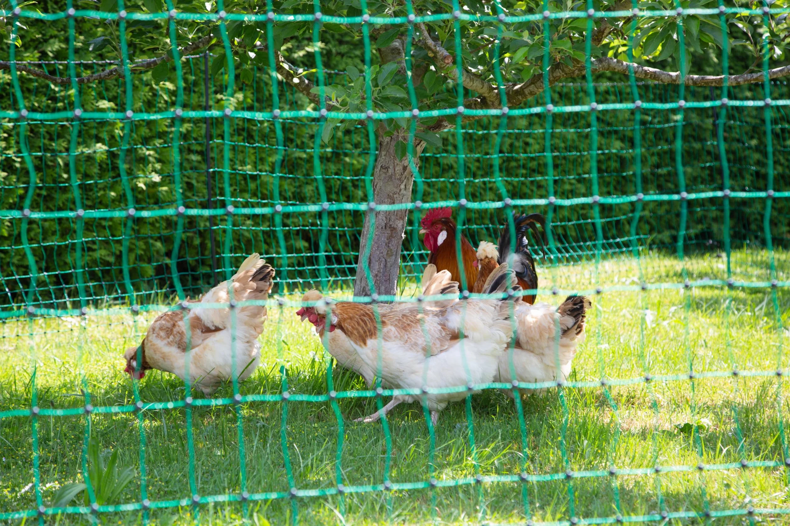 Kerbl Hobbyfarming PoultryNet, 106 cm/50 m, Malla para Aves, Red para cercas de pastos, sin Electricidad, Piqueta de Doble Punta, 15 Postes, gallinas, Gansos, Pavos, 3 años garantía, Estabilidad UV