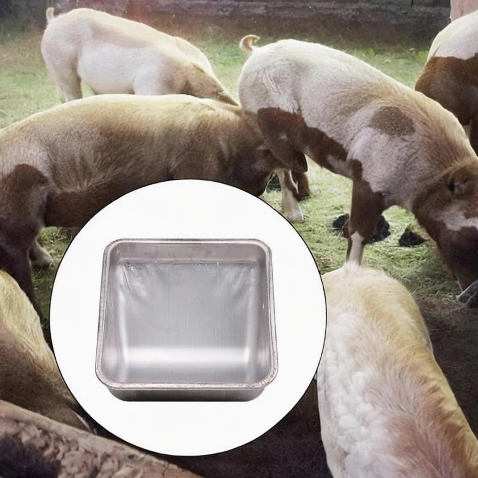 Comedero para Cerdos de Acero Inoxidable con Diseño de Doble Fijación Y Distribución Eficiente Recipiente para Alimentación de Cerdas Fácil de Limpiar, Regular Grueso