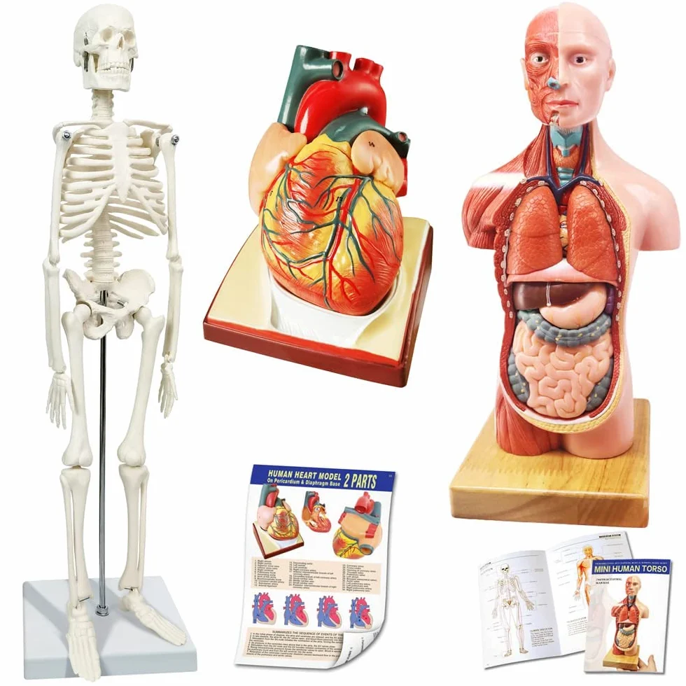 Juego De 3 Modelos Anatómicos, Cuerpo + Esqueleto + Corazón
