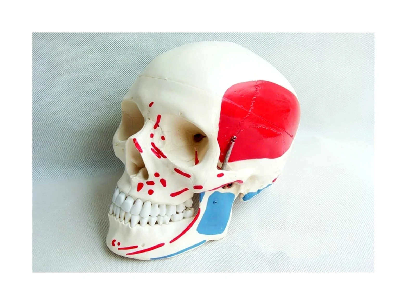 Anatomía de tamaño real, cráneo médico, hueso, Natural 1:1, coloración muscular, modelo anatómico humano