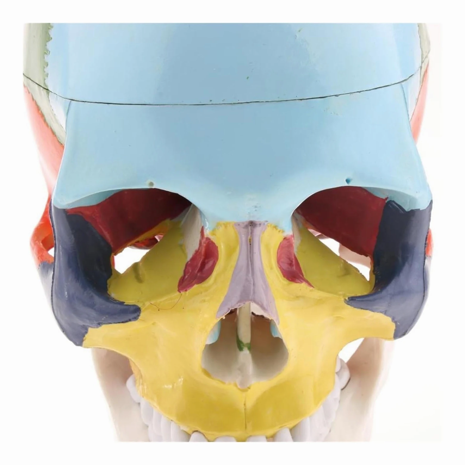 Esqueleto de anatomía humana, modelo anatómico con huesos colores, escultura vértebra cervical médica