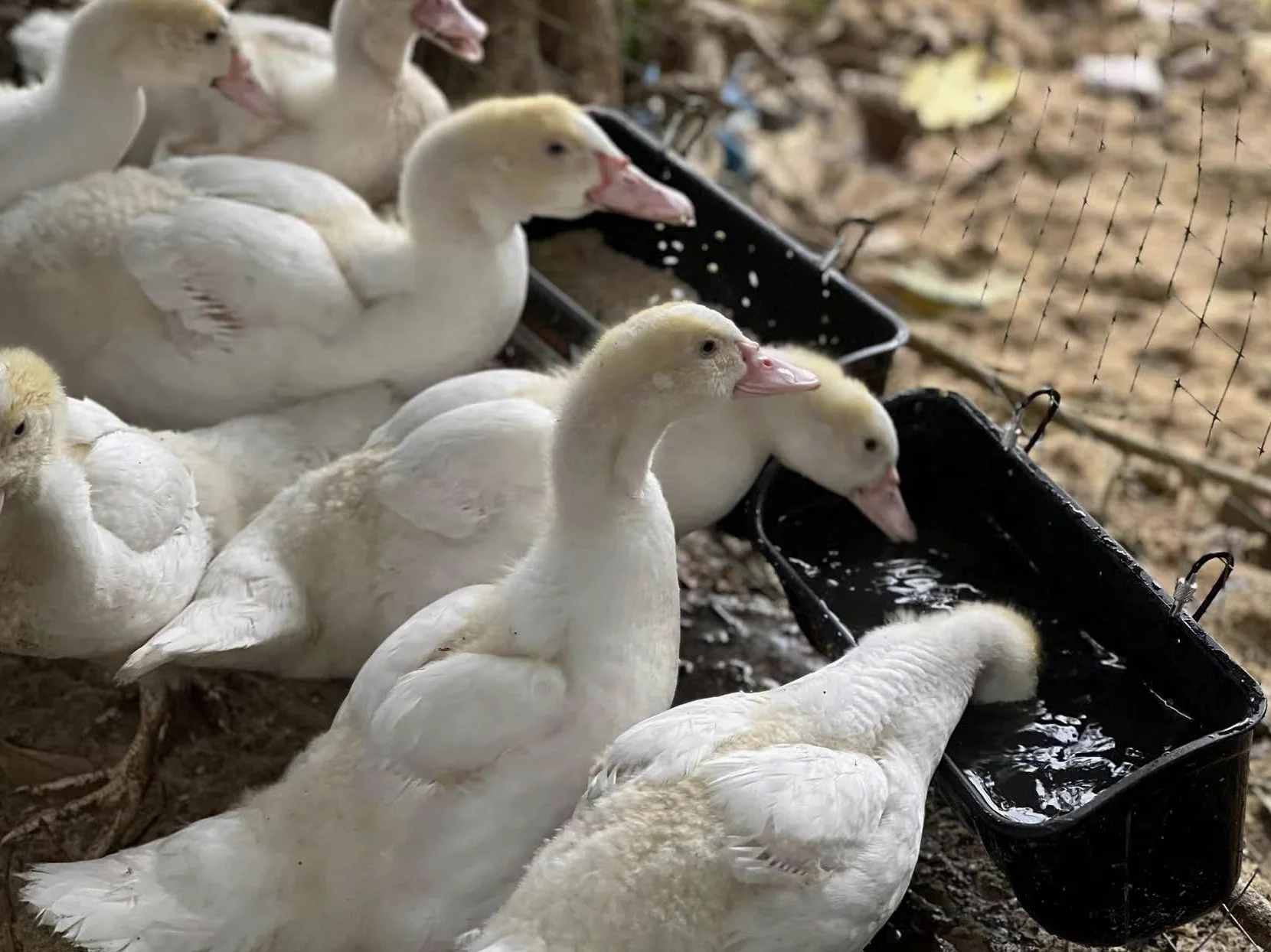 Comedero colgante para pollos, 8 cuartos de galón, comedero de valla sin residuos, agua de ganso de pato, suministros de cabra, contenedor de alimentación para perros, pavo, oveja, burro, caballo,