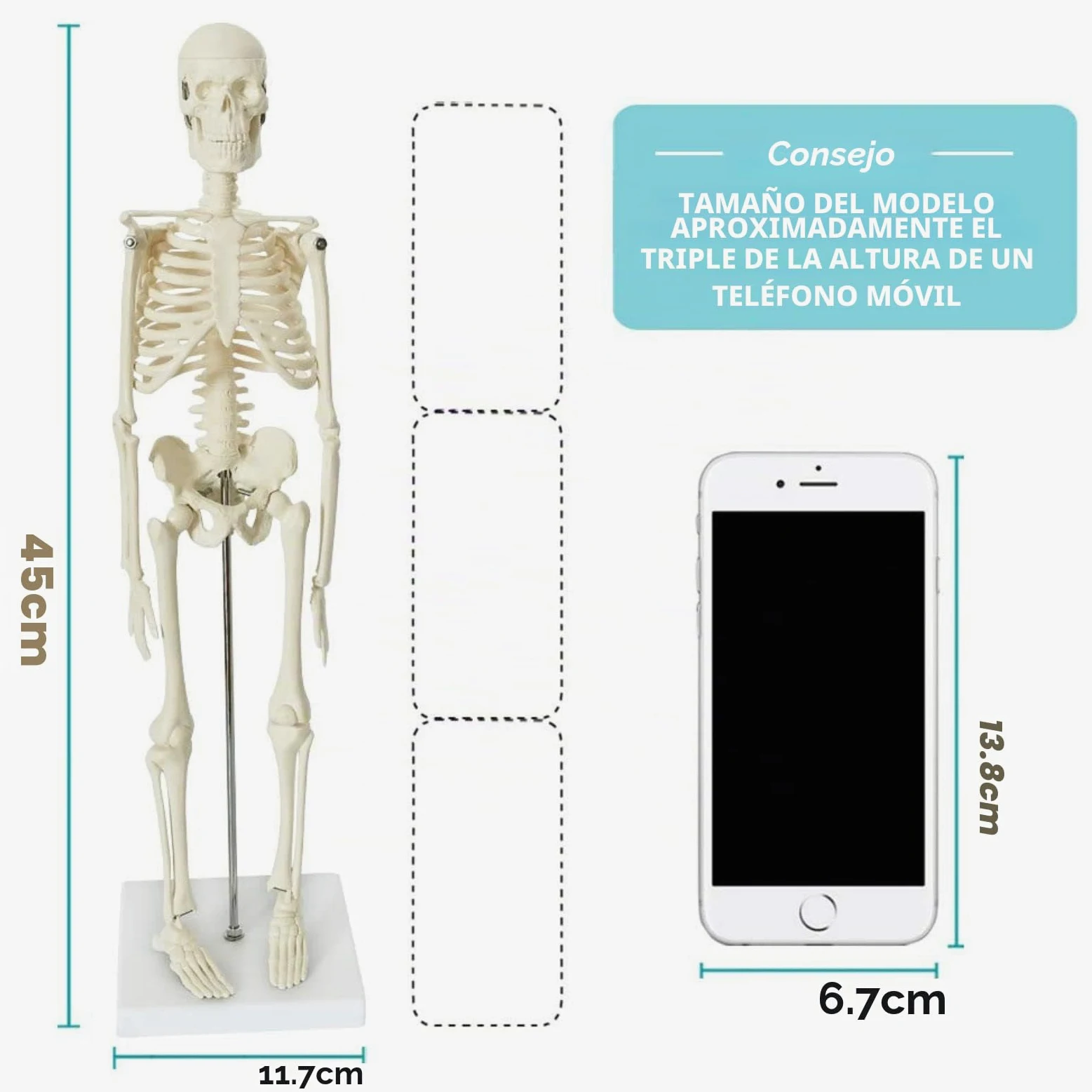 Juego De 3 Modelos Anatómicos, Cuerpo + Esqueleto + Corazón