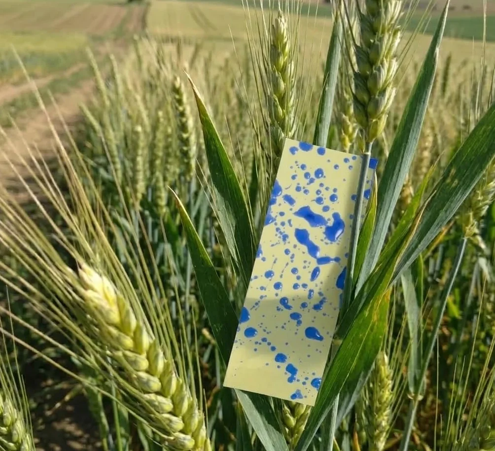 Papel Hidrosensible 76x26 mm 25 Tarjetas Control Cobertura Densidad Gotas Pulverización Agrícola
