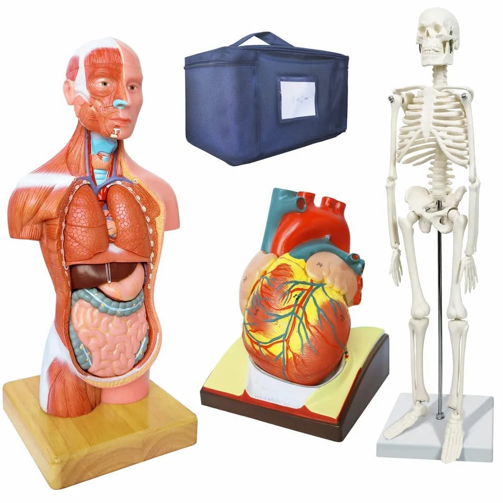 Juego De 3 Modelos Anatómicos, Cuerpo + Esqueleto + Corazón
