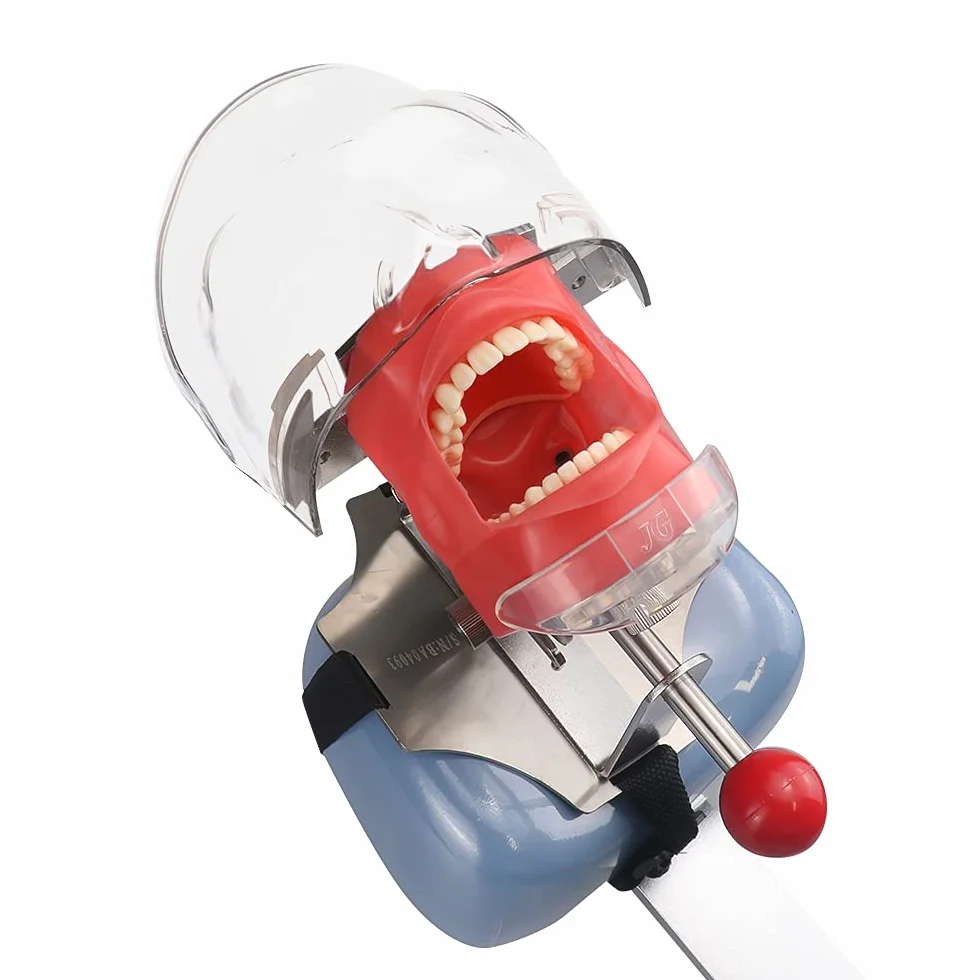 Modelo manual dental de la cabeza del fantasma del simulador del maniquí para el reposacabezas dental de la silla