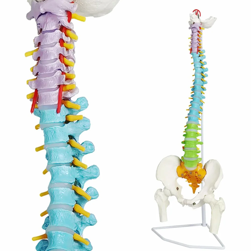 Modelo De Columna Vertebral Con Pelvis Coloreada, Flexible 34.3"/87cm, 1:1 | EVOTECH SCIENTIFIC Modelo Anatómico De Columna Vertebral Flexible, Adecuado Para El Aprendizaje De Anatomía