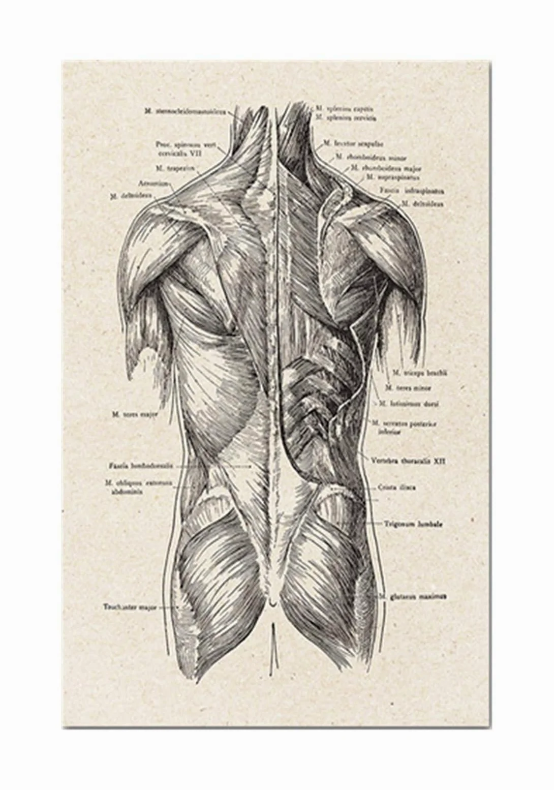 Anatomía humana Obra de arte Media Muro pared(6,90x130cm no frame)