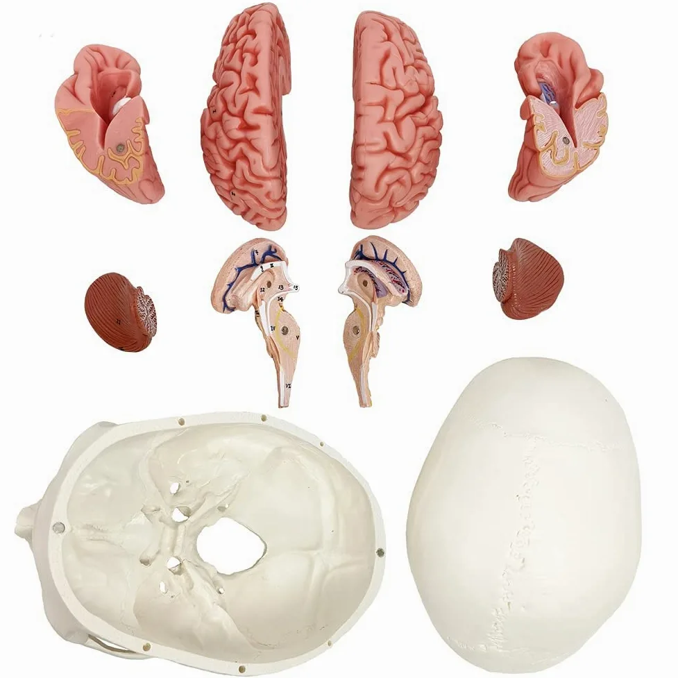 Modelo De Cráneo Humano Con Cerebro, 10 Partes Con Manual Didáctico | EVOTECH SCIENTIFIC Modelo Anatómico De Cráneo Con Cerebro A Tamaño Real 1:1, Adecuado Para El Aprendizaje De Anatomía