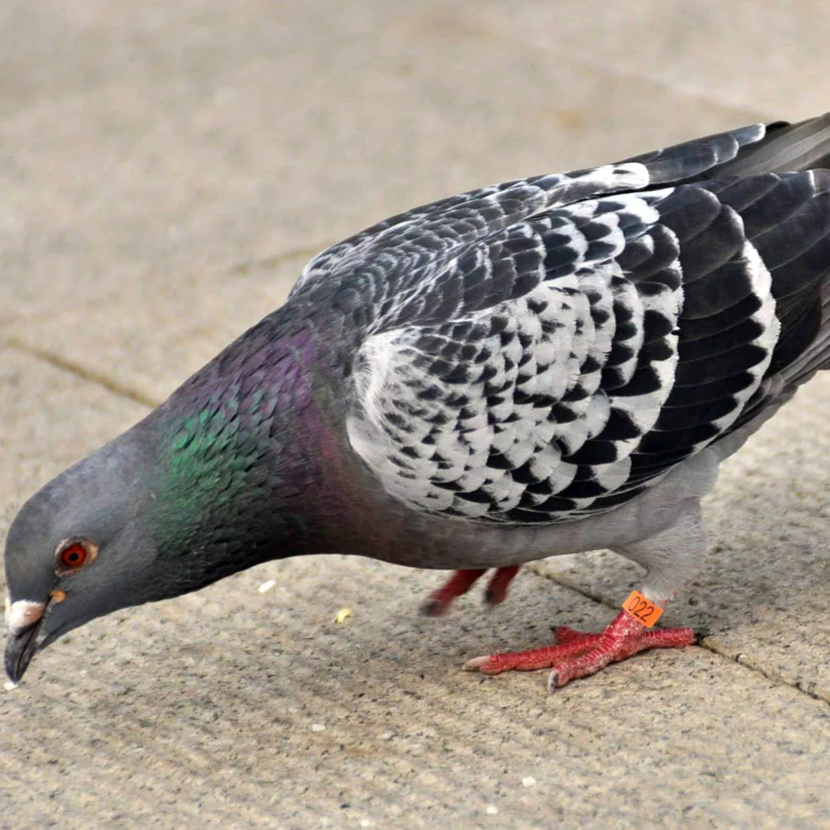 100 anillas coloridas for loros, palomas y gallinas: anillos de fácil apertura for identificar aves.