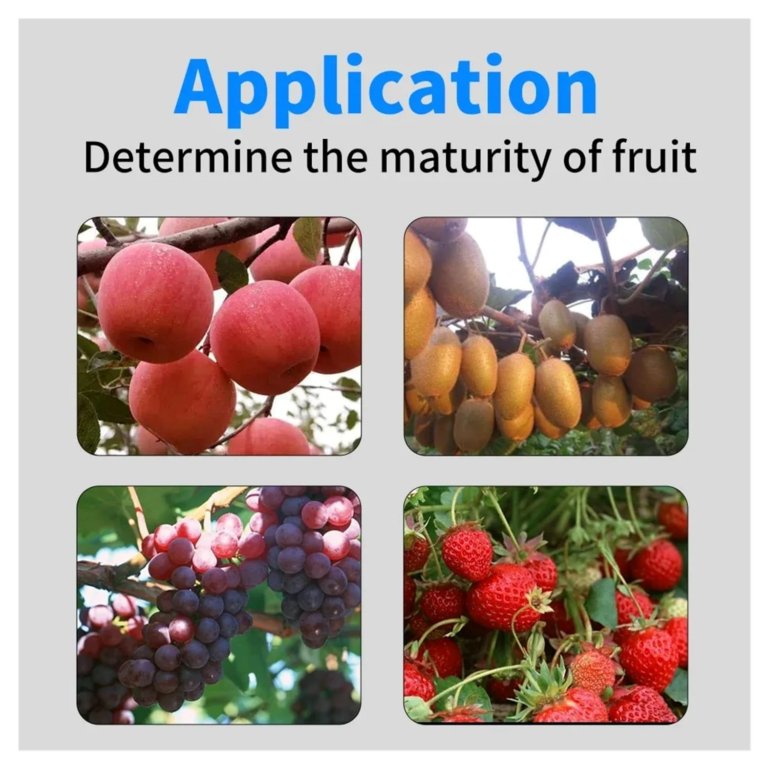 GY-M15/M30 Probador de dureza de Frutas Digital Penetrómetro de Frutas for Manzanas, Peras, Fresas, Uvas Medición con esclerómetro de Frutas(GY-M15)