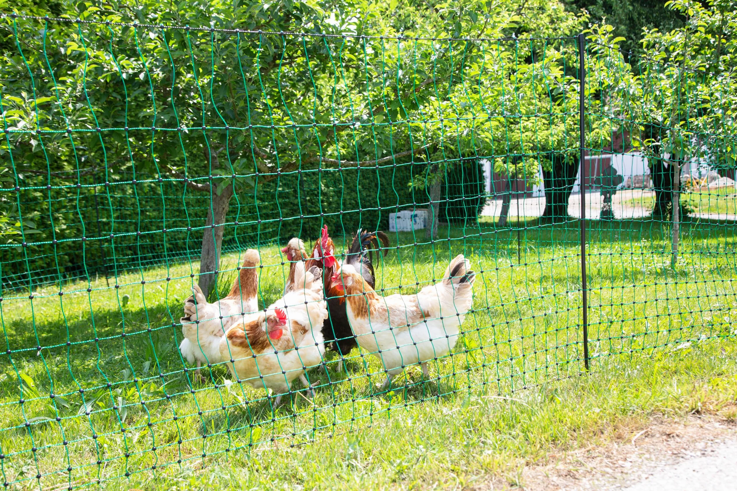 Kerbl Hobbyfarming PoultryNet, 106 cm/50 m, Malla para Aves, Red para cercas de pastos, sin Electricidad, Piqueta de Doble Punta, 15 Postes, gallinas, Gansos, Pavos, 3 años garantía, Estabilidad UV