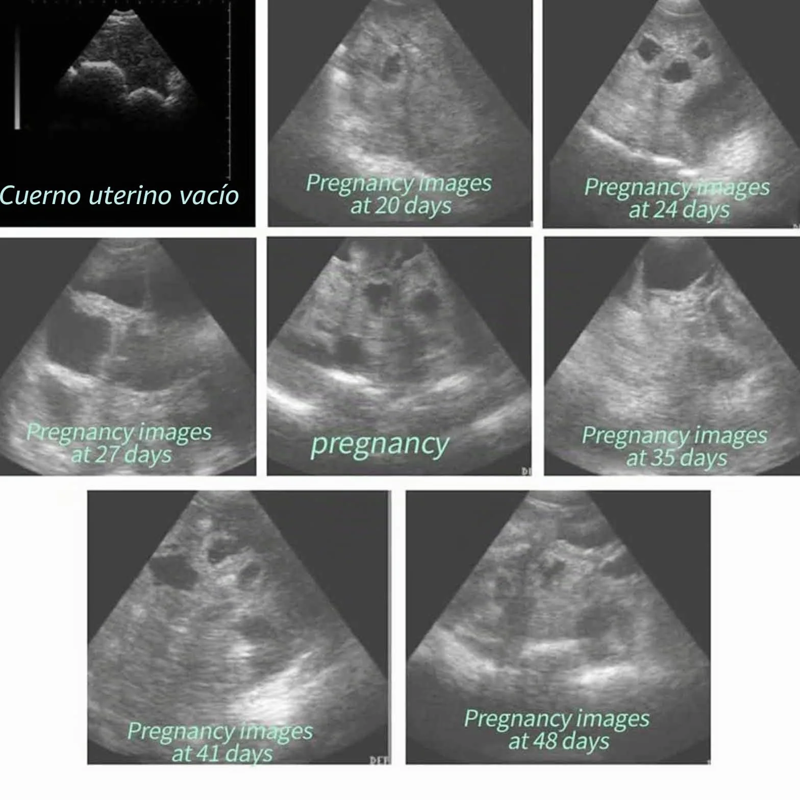 Kit de escáner de ultrasonido veterinario, máquina portátil de pruebas de embarazo HD con sonda mecánica para cerdos y ovejas, ideal para pruebas de embarazo en animales