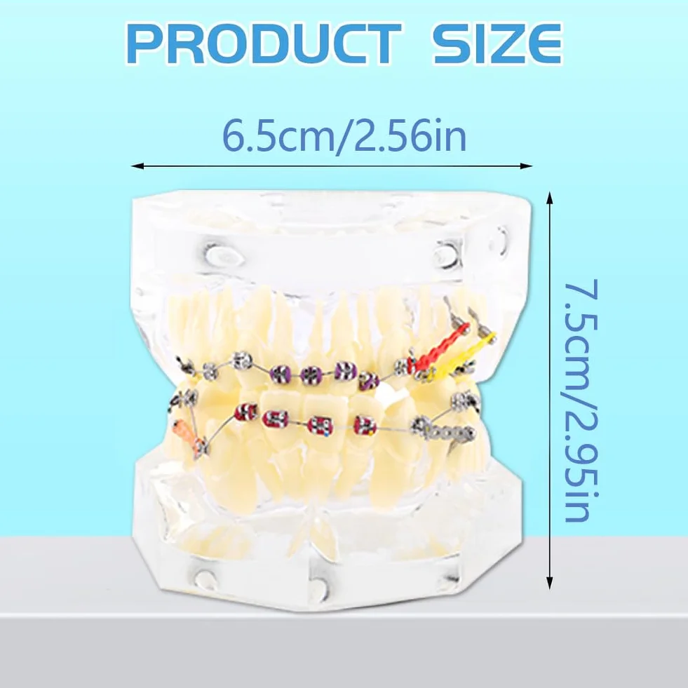 Tipodonto Oral Dental Modelo Dental Ortodóntico Estándar con Dentadura de Resina y Alambre Transparente