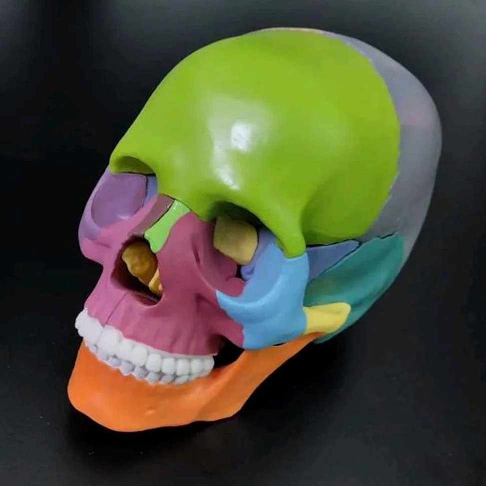 Modelo de enseñanza, descripción del color del cráneo humano 1: 2 Modelo de cráneo humano para anatomía Modelo de cráneo con 15 piezas de ensamblaje y manual de descripción de huesos y detalles preci