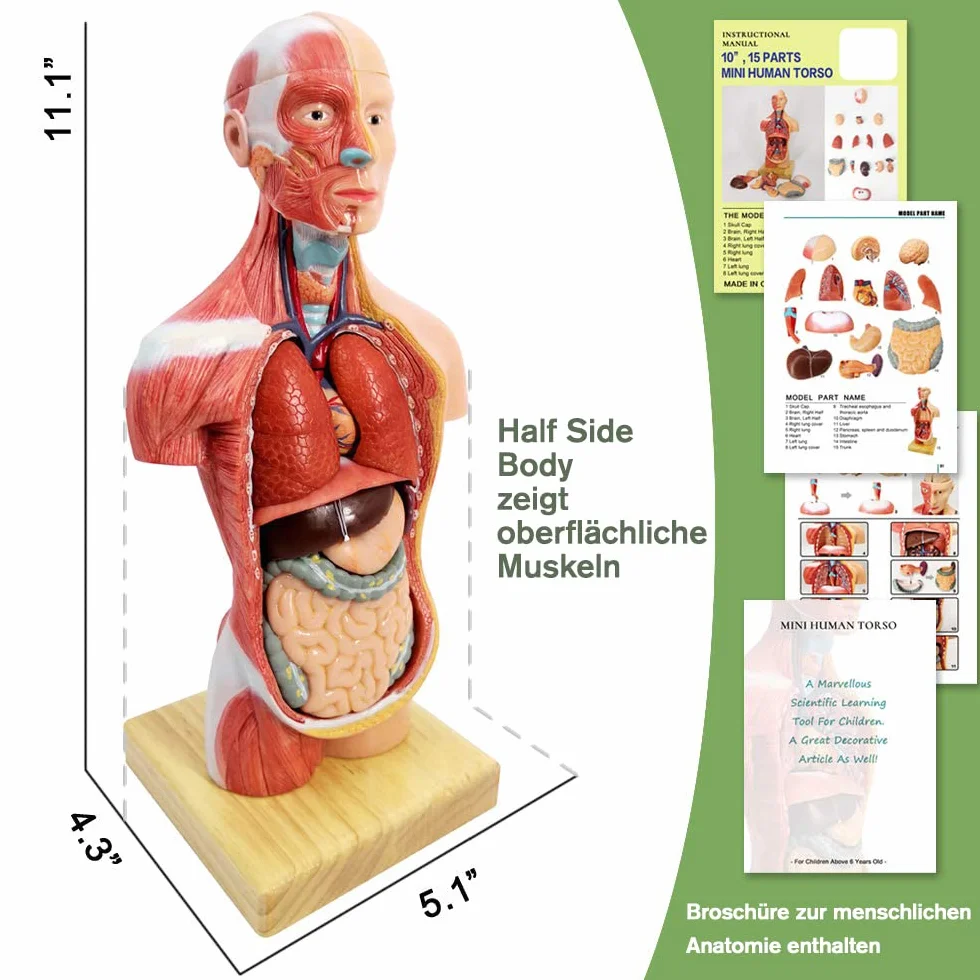 Juego De 3 Modelos Anatómicos, Cuerpo + Esqueleto + Corazón