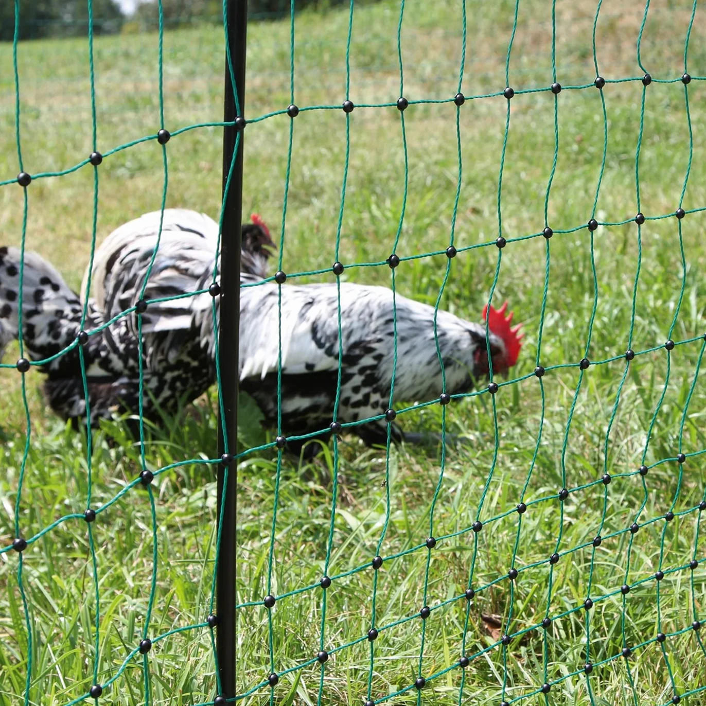 VOSS.farming Red para gallinas “farmNET”, Rollo de 25m de Longitud y 112cm de Altura, 9 Postes con Punta Doble y Kit de reparación, Verde, no electrificable