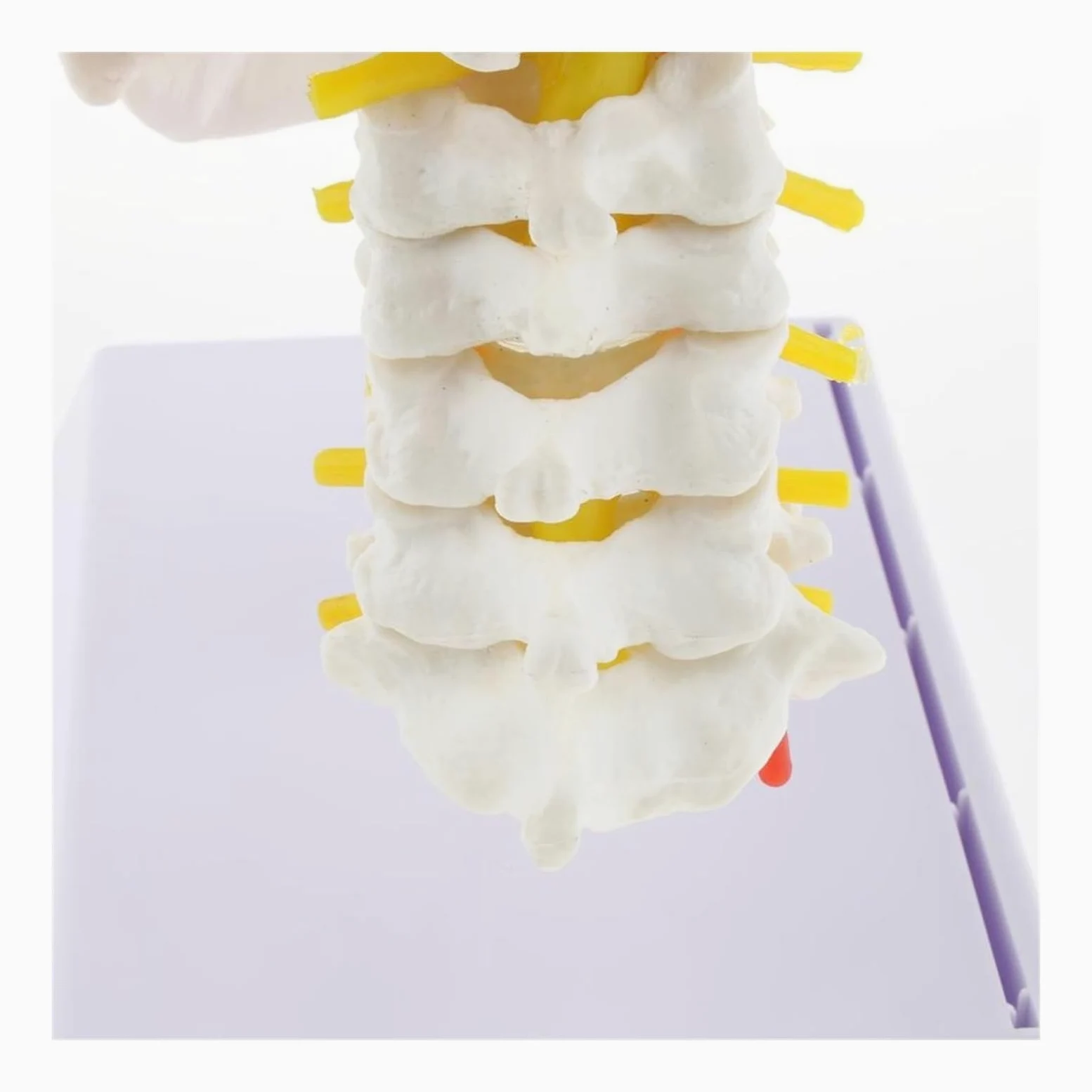 Esqueleto de anatomía humana, modelo anatómico con huesos colores, escultura vértebra cervical médica