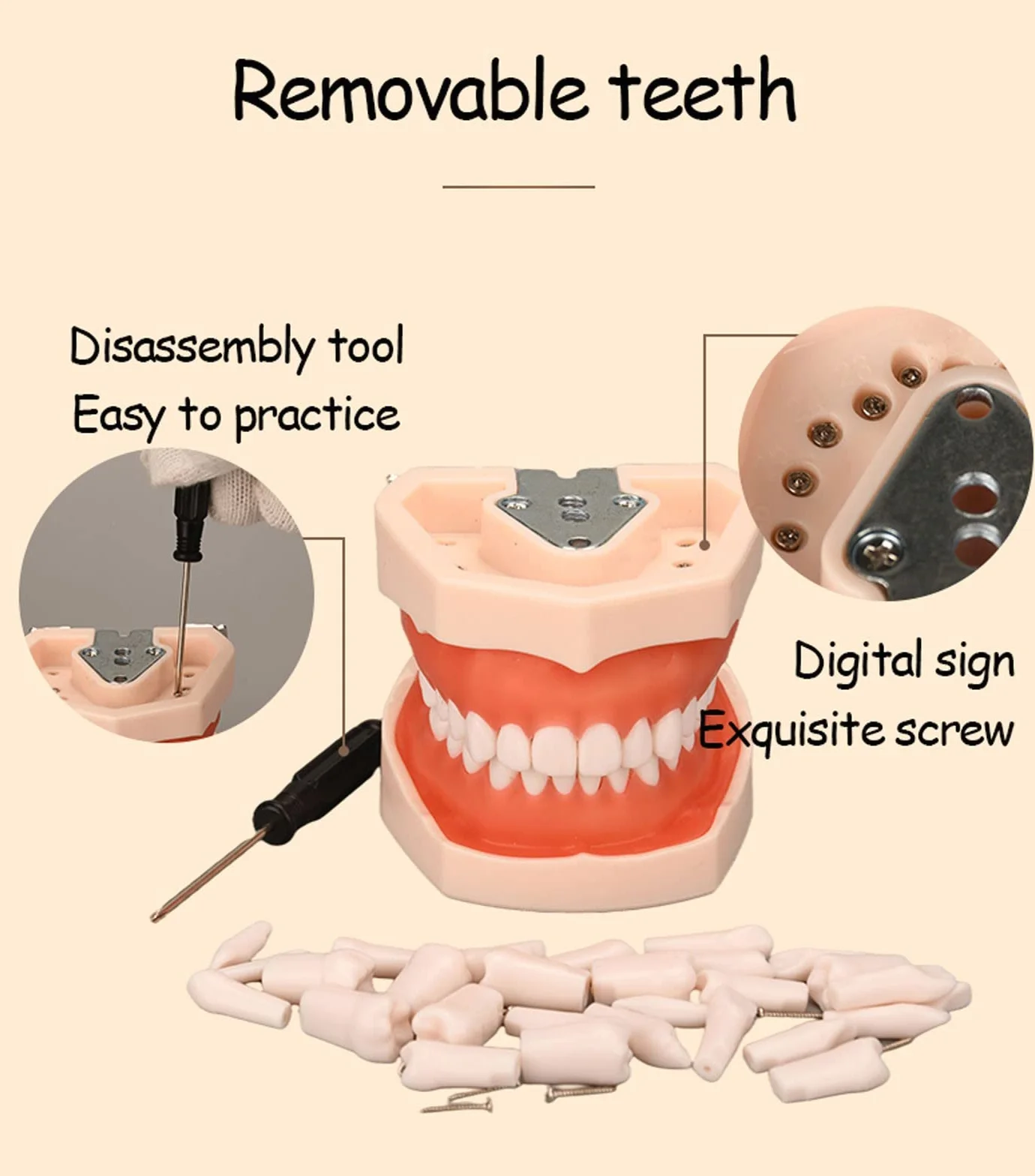 Modelo de Dientes Estándar Dental de Enseñanza con 28/32 Dientes de Resina Extraíbles