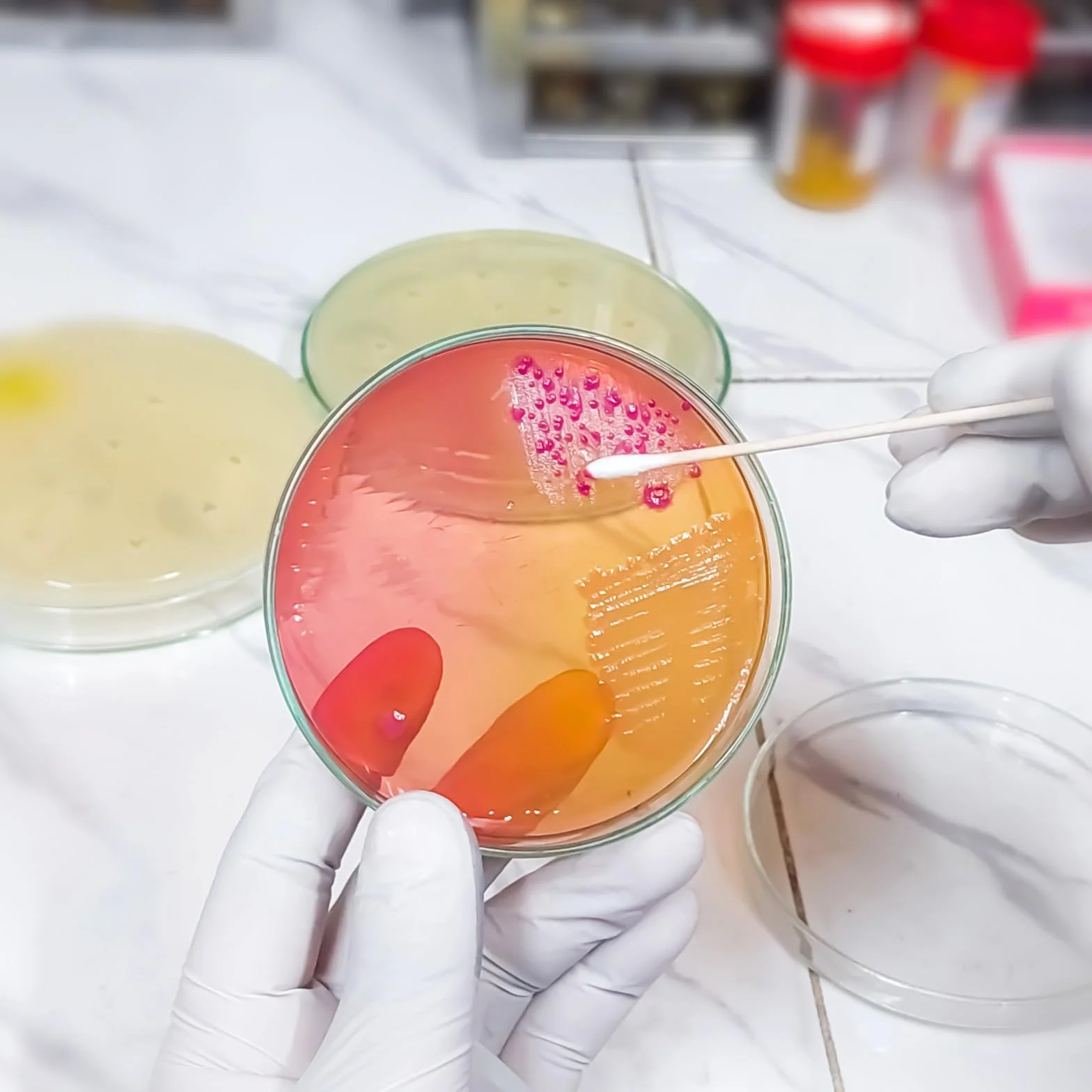 Placas de Petri con Agar Prevertido, Material de Cultivo Microbiológico, Crecimiento Rápido para Laboratorio