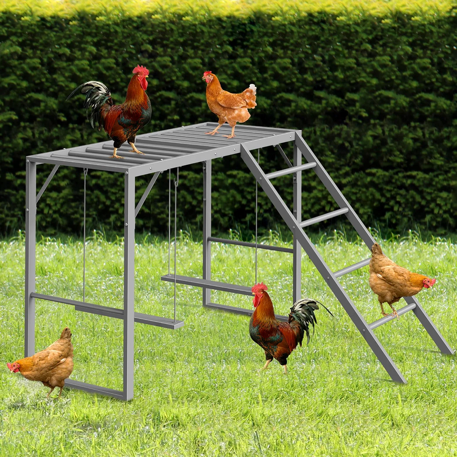 CADUKE Percha de pollo con juegos de columpios para 5-8 pájaros, juguetes de pollo, barras de pollo para accesorios de gallinero, escalera de pollo para la salud y la felicidad de las mascotas, gris