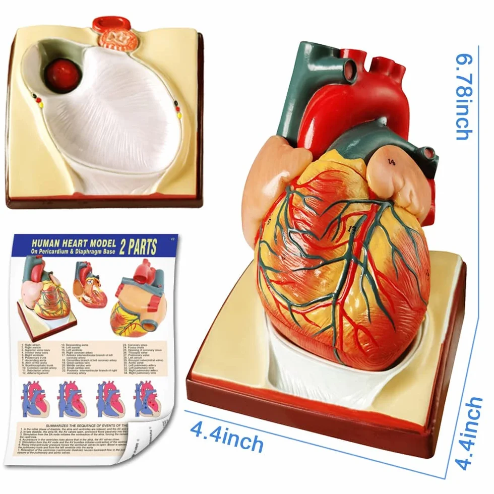 Juego De 3 Modelos Anatómicos, Cuerpo + Esqueleto + Corazón