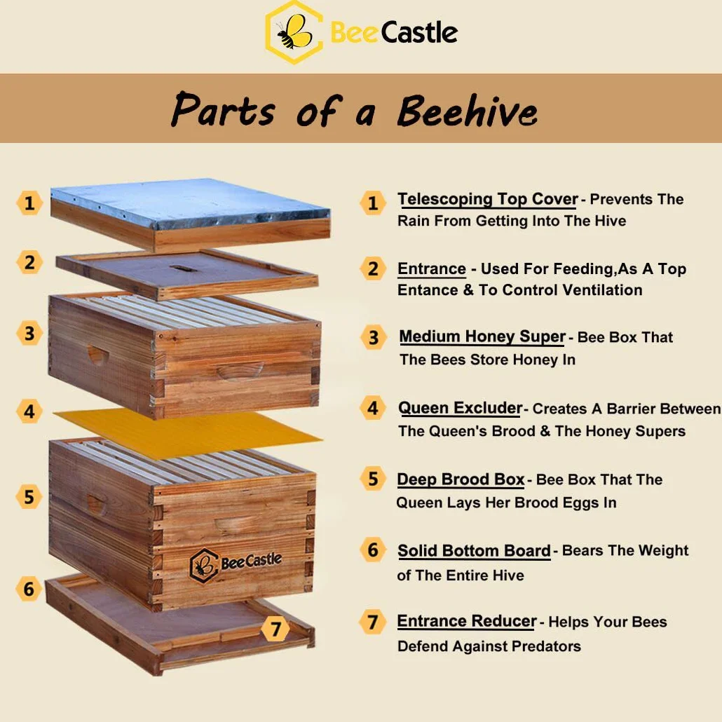 BeeCastle Colmena de abeja Langstroth de 8 marcos recubierta con cera de abejas, incluye marcos de colmena y bases enceradas (1 caja profunda y 1 caja mediana)