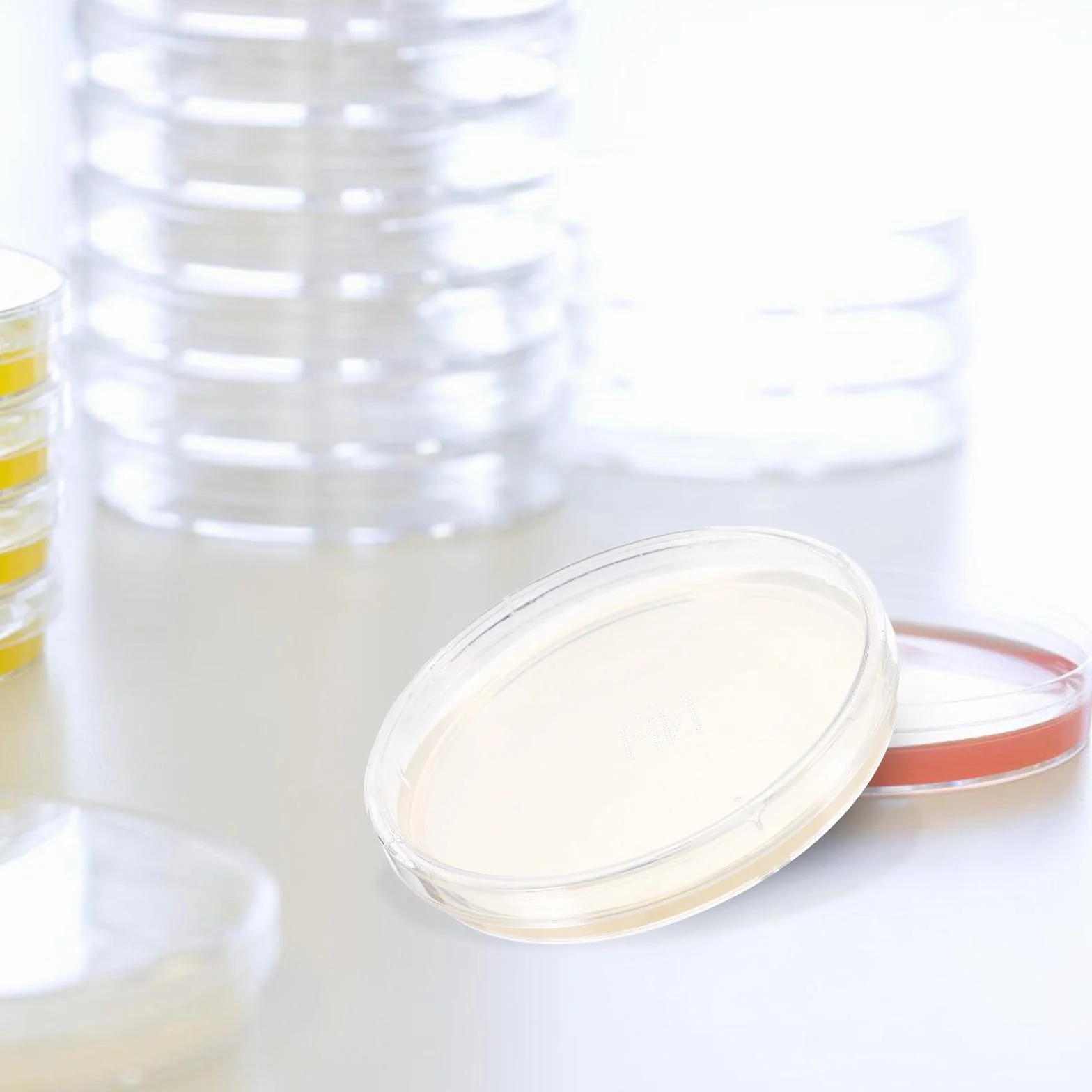 Didiseaon 10 placas de agar preparadas: placas de Petri con agar de 90 mm, kit de cultivo de placas de Petri para experimentos científicos de laboratorio