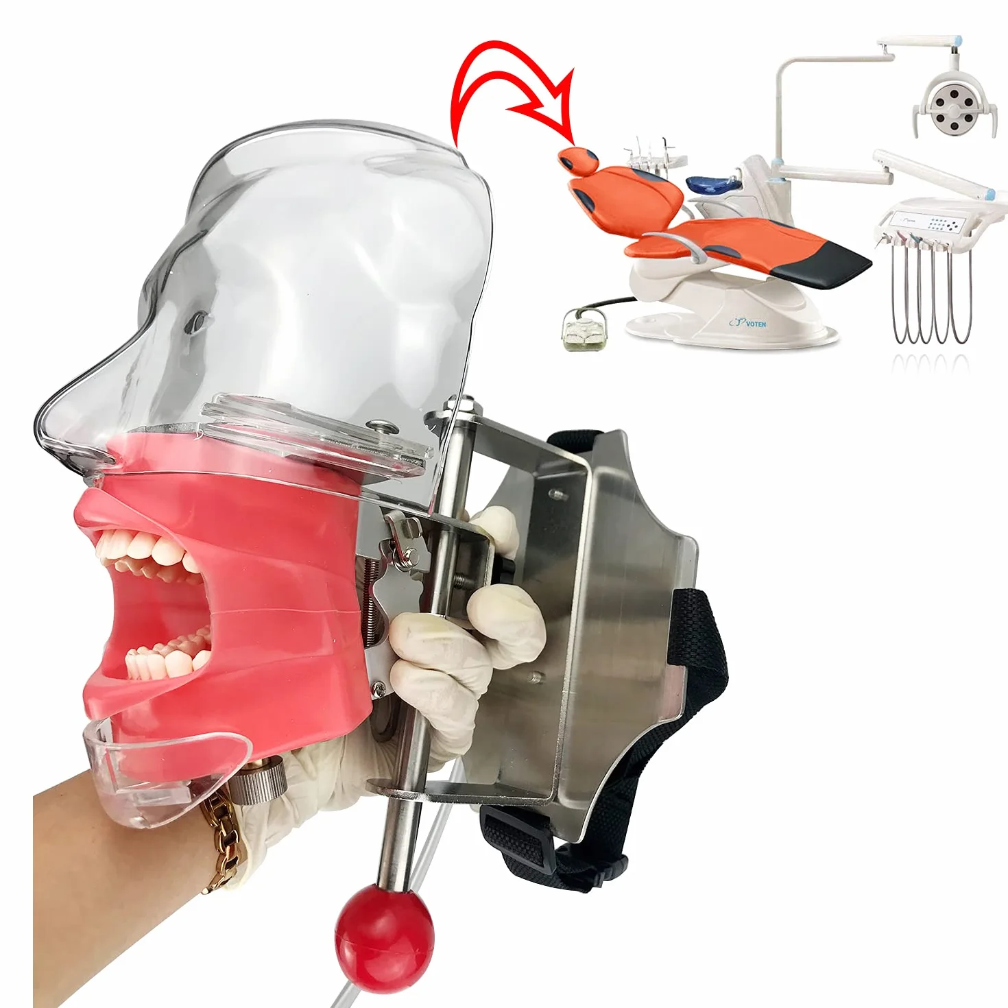 Modelo manual dental de la cabeza del fantasma del simulador del maniquí para el reposacabezas dental de la silla